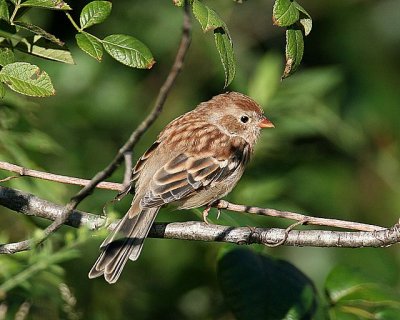 Field Sparrow