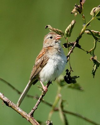 Field Sparrow