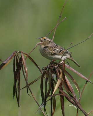 Grasshopper Sparrow