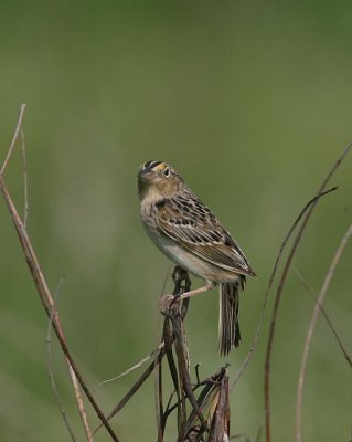 Grasshopper Sparrow