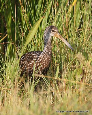 Limpkin