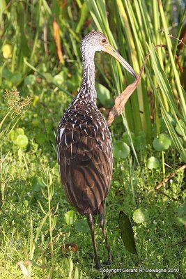 Limpkin