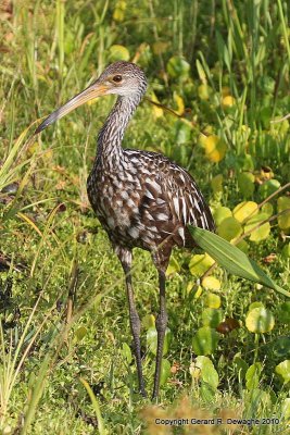 Limpkin