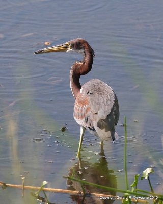 Tricolored Heron