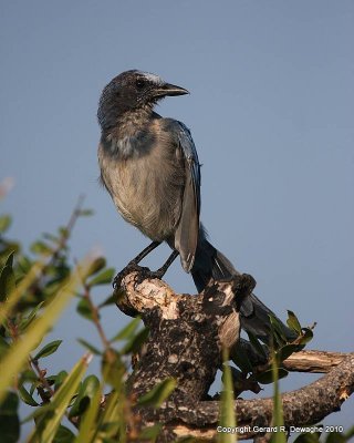 Florida Scrub Jay