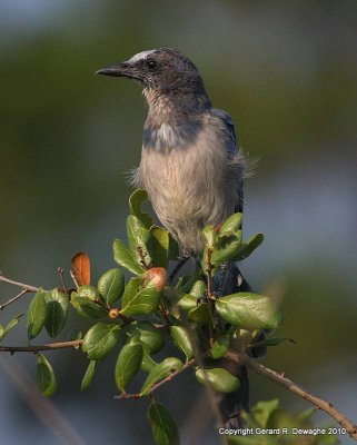 Florida Scrub Jay