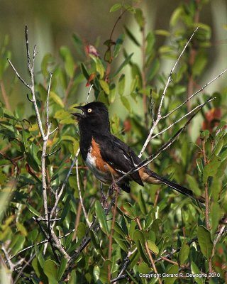 Eastern Towhee