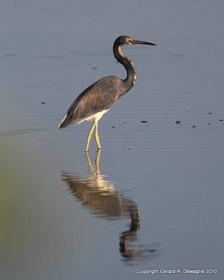 Tricolored Heron