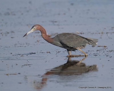 Little Blue Heron