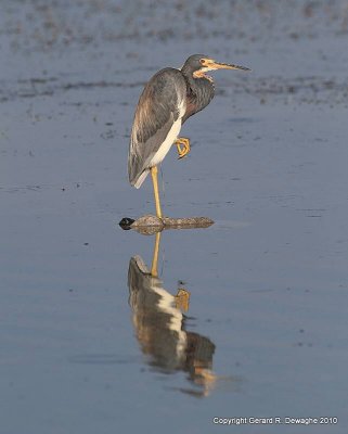 Tricolored Heron