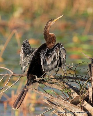 Anhinga