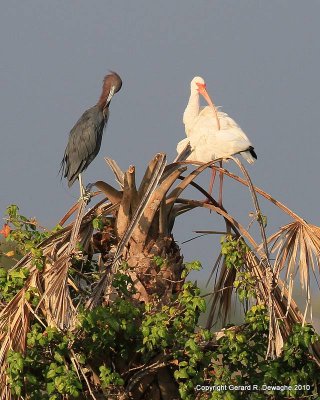 Little Blue Heron $ White Ibis