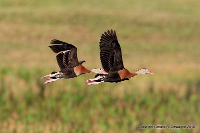 Black-bellied Whistling-Ducks