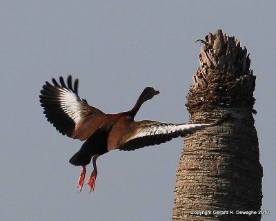 Black-bellied Whistling-Ducks