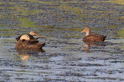 Mottled Duck