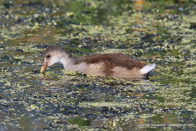 Common Moorhen