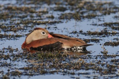 Black-bellied Whistling-Ducks