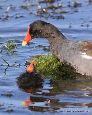 Common Moorhen