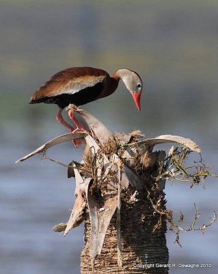 Black-bellied Whistling-Duck