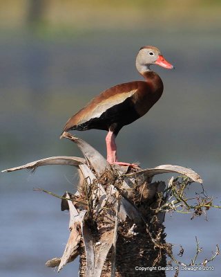 Black-bellied Whistling-Duck