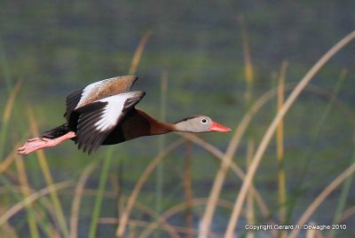 Black-bellied Whistling-Duck