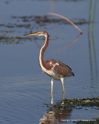 Tricolored Heron