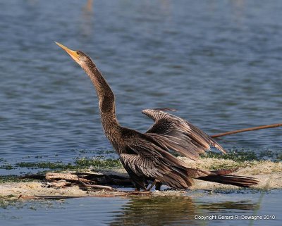 Anhinga