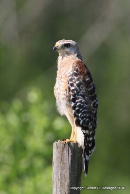 Red-shouldered Hawk