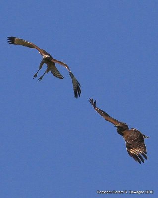 Red-shouldered Hawk