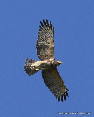 Red-shouldered Hawk