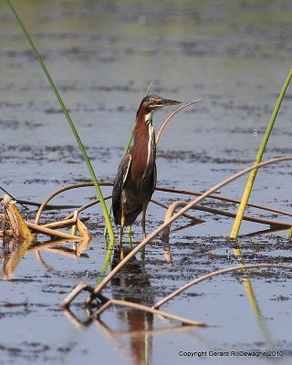 Green Heron