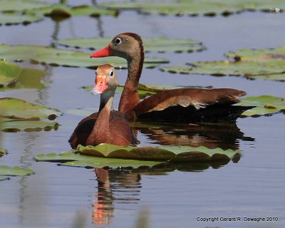 Black-bellied Whistling-Duck