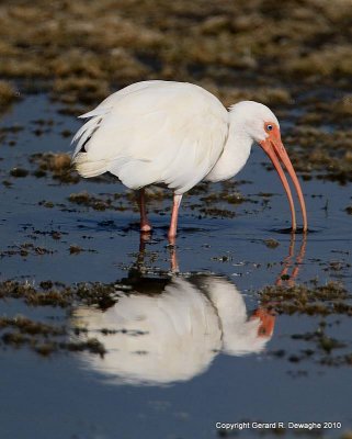 White Ibis