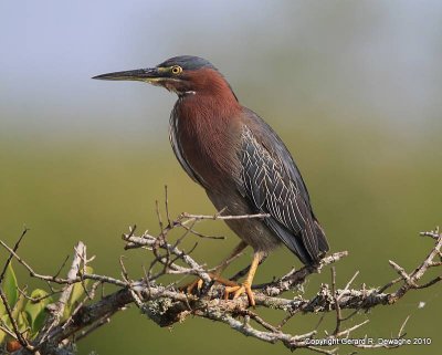 Green Heron