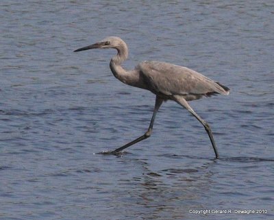 Reddish Egret