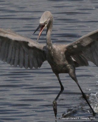 Reddish Egret