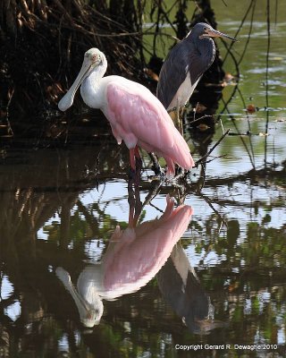 Roseate Spoonbill