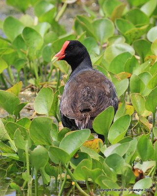 Common Moorhen