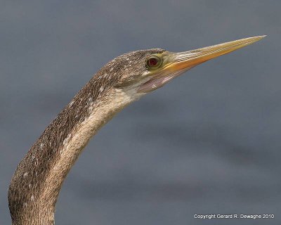 Anhinga