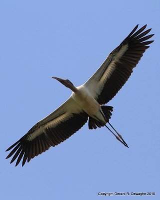 Wood Stork