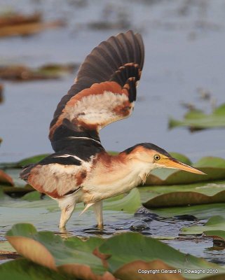 Least Bittern