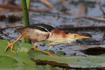 Least Bittern