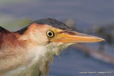 Least Bittern