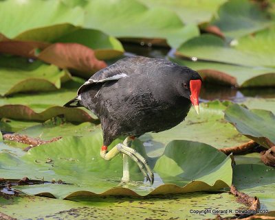 Common Moorhen