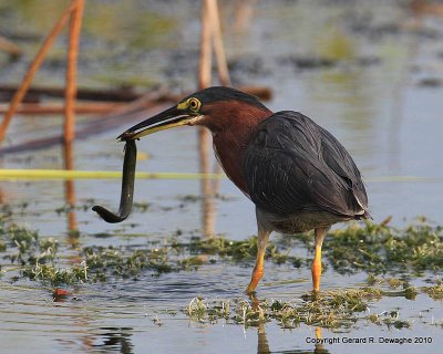 Green Heron