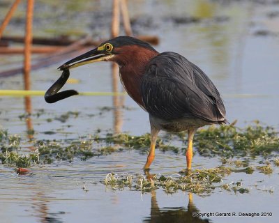 Green Heron