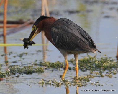 Green Heron