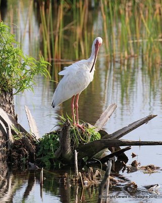 White Ibis