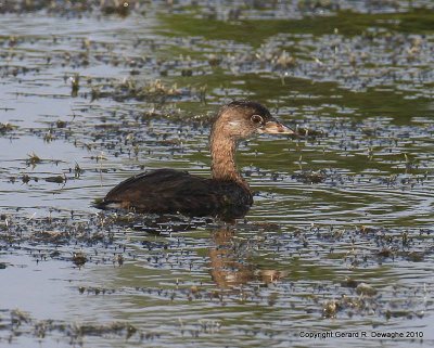 Pied-billed Grebe