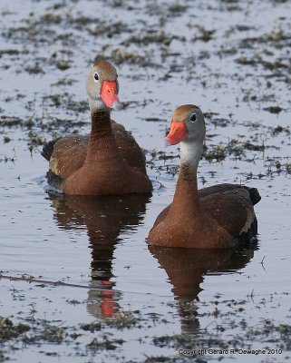 Black-bellied Whistling-Ducks